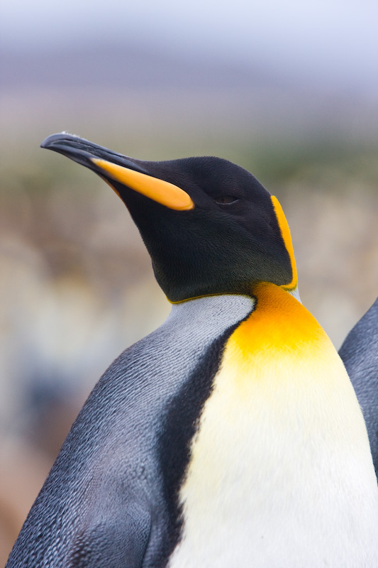 King Penguin